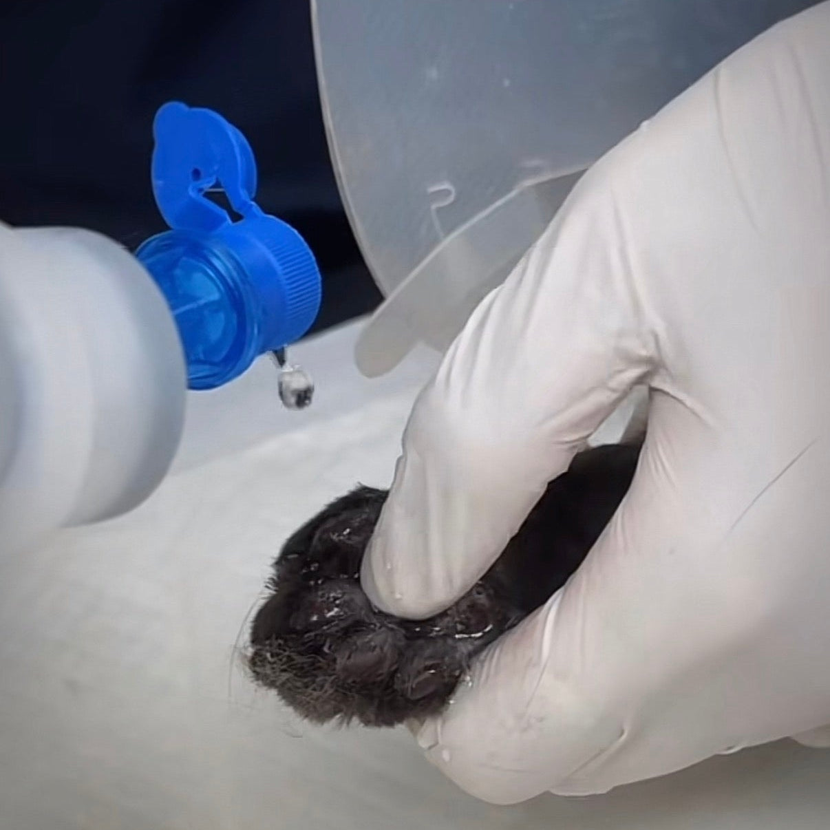 Discovery無粉乳膠檢查手套 Discovery Latex Powder-Free Exam Gloves